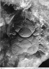 Historisches Foto von Cracensigillatus acutirostrus (Moericke, 1889) (NHMW-AFW-GEO-BACHMAYER-FOTO-1990-0041-0354)